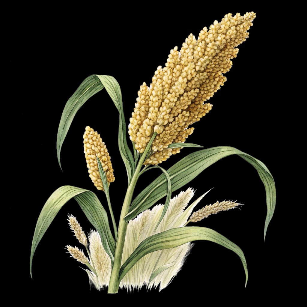 millet
