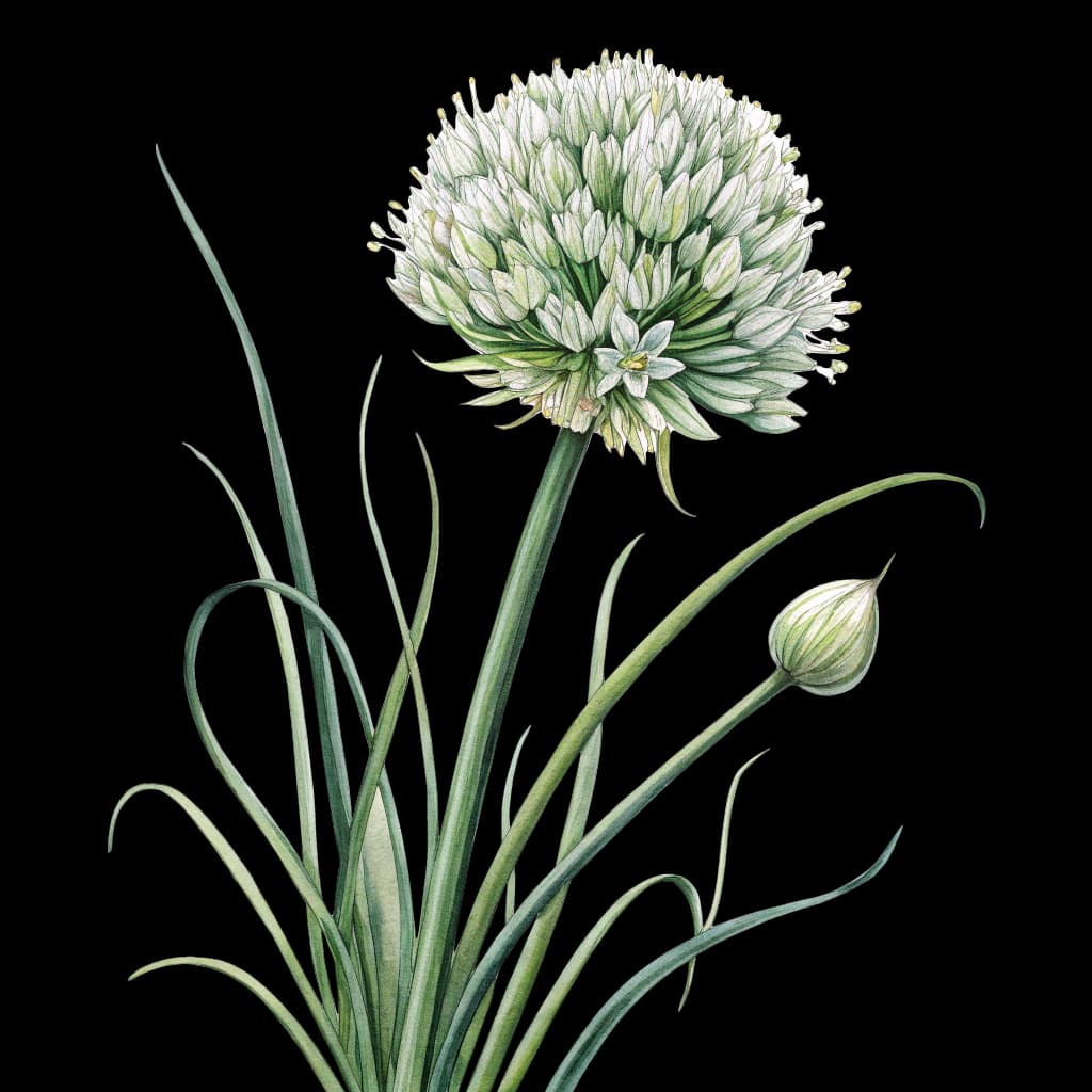 chive